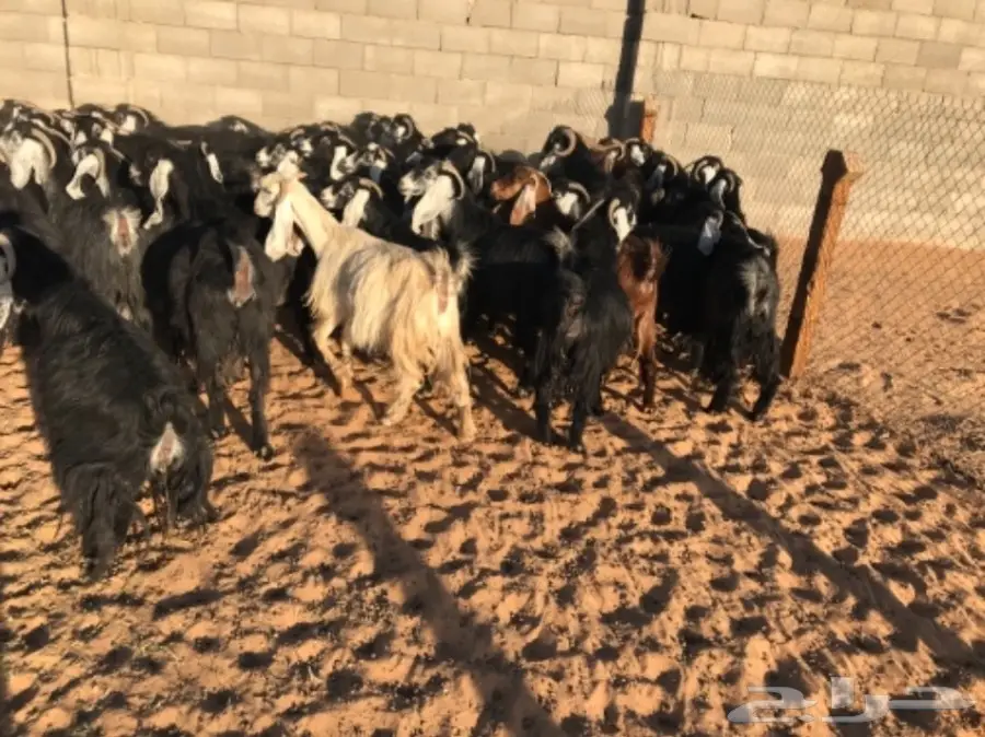 50 عنز دافع عوارض لبيع مراح منوه القناي  (image 14)