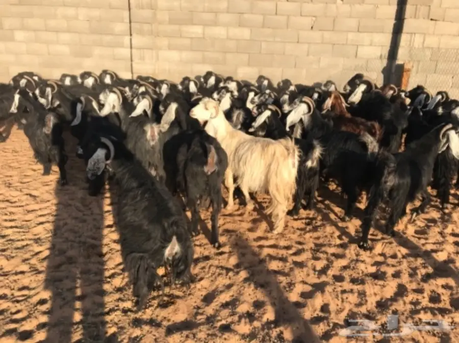 50 عنز دافع عوارض لبيع مراح منوه القناي  (image 15)