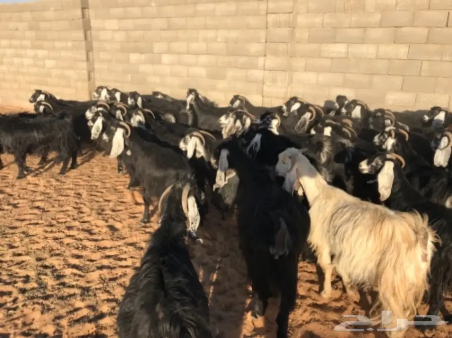 50 عنز دافع عوارض لبيع مراح منوه القناي  (image 16)