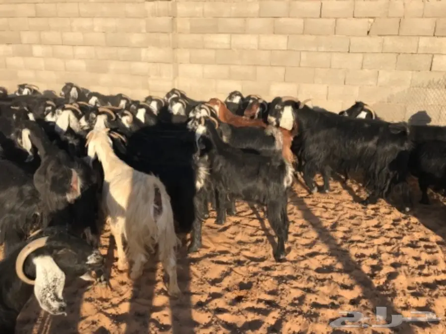 50 عنز دافع عوارض لبيع مراح منوه القناي  (image 17)