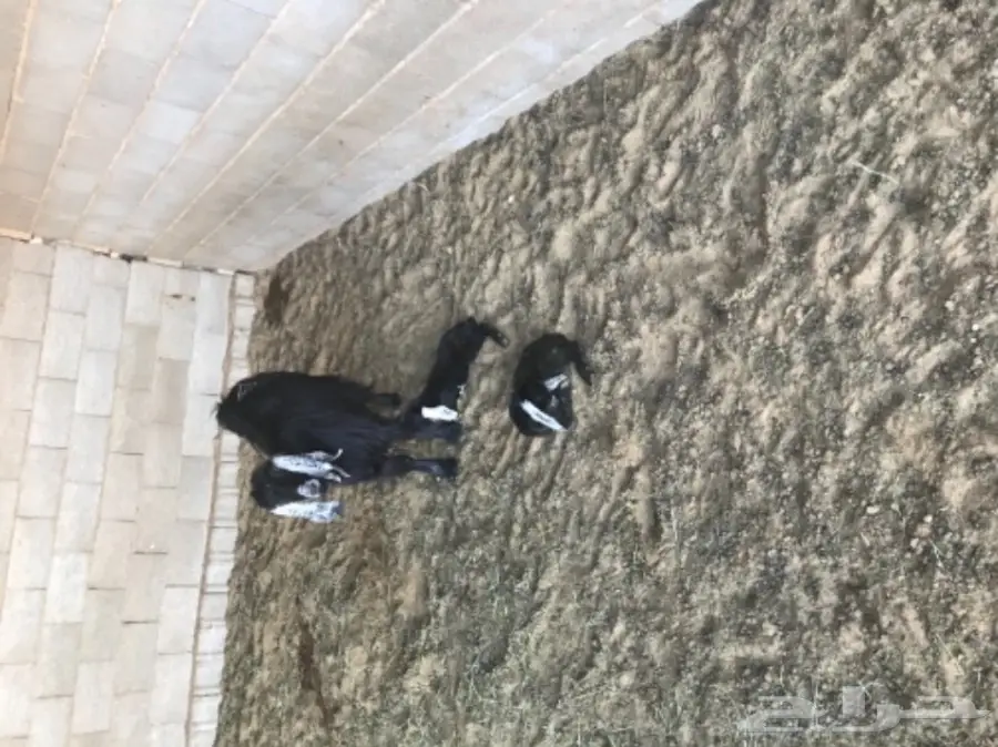 50 عنز دافع عوارض لبيع مراح منوه القناي  (image 18)