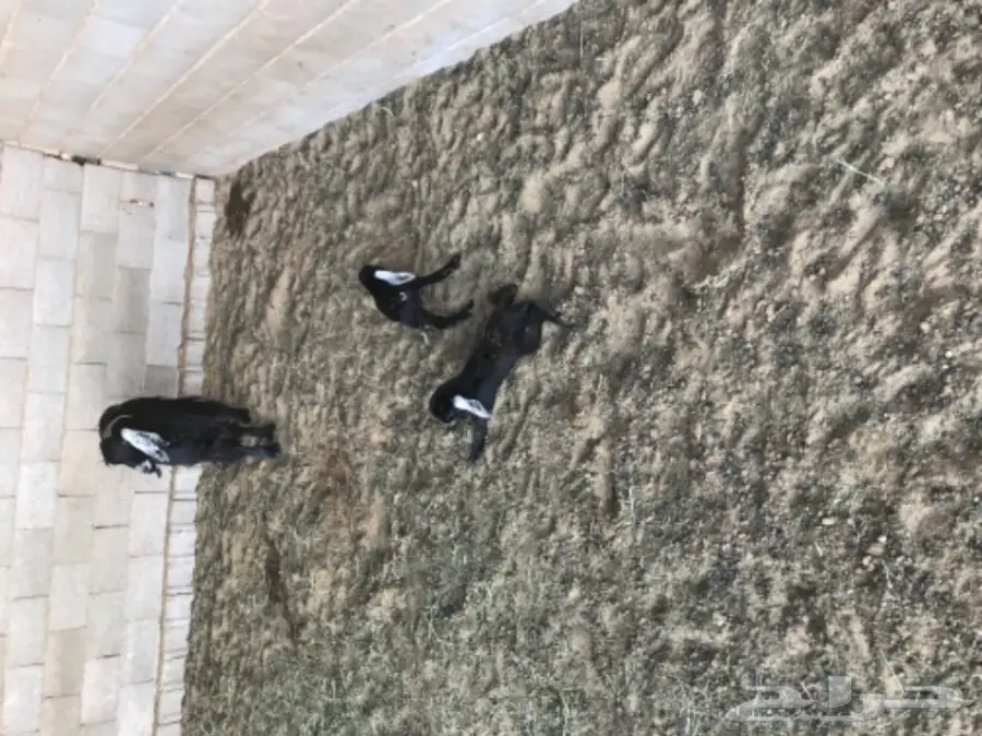 50 عنز دافع عوارض لبيع مراح منوه القناي  (image 19)