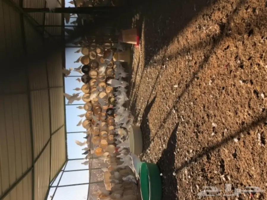 حمام فرنسي  (image 1)