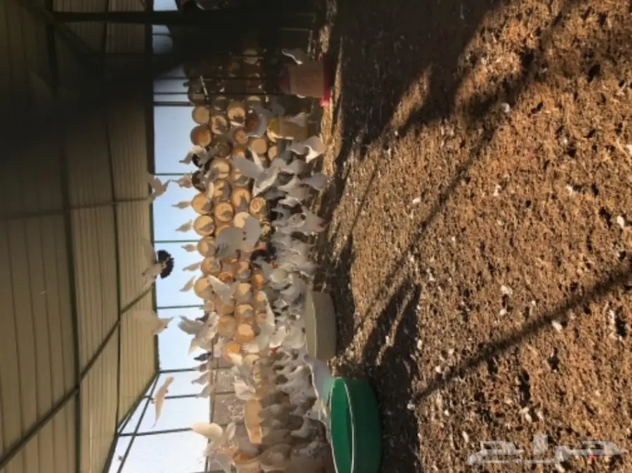 حمام فرنسي  (image 2)