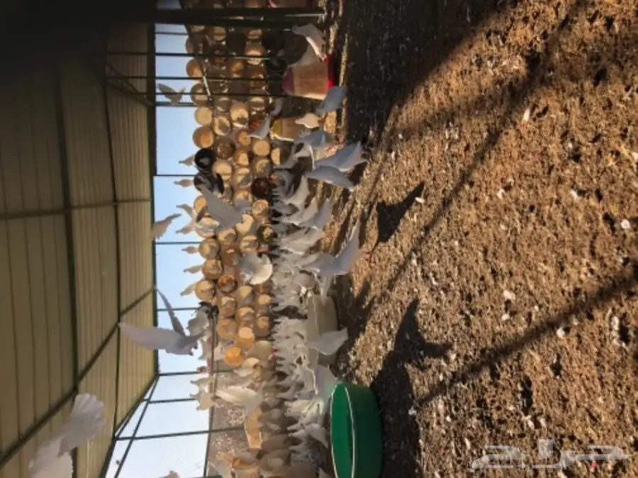 حمام فرنسي  (image 3)