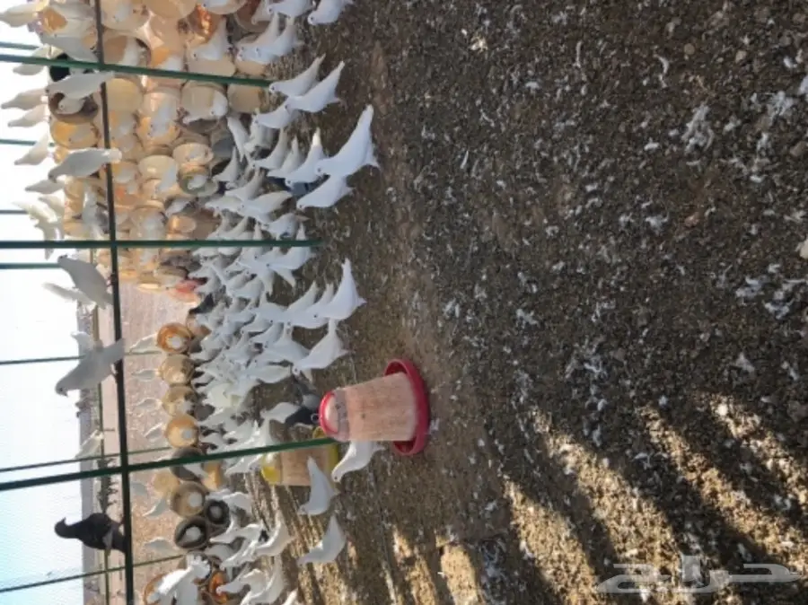 حمام فرنسي  (image 4)