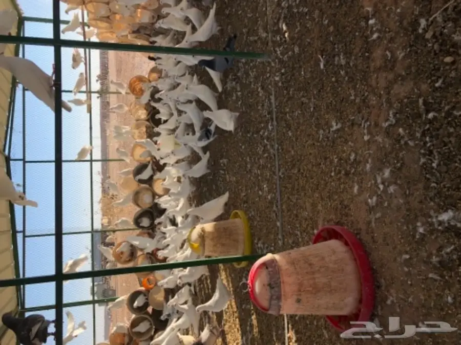 حمام فرنسي  (image 5)