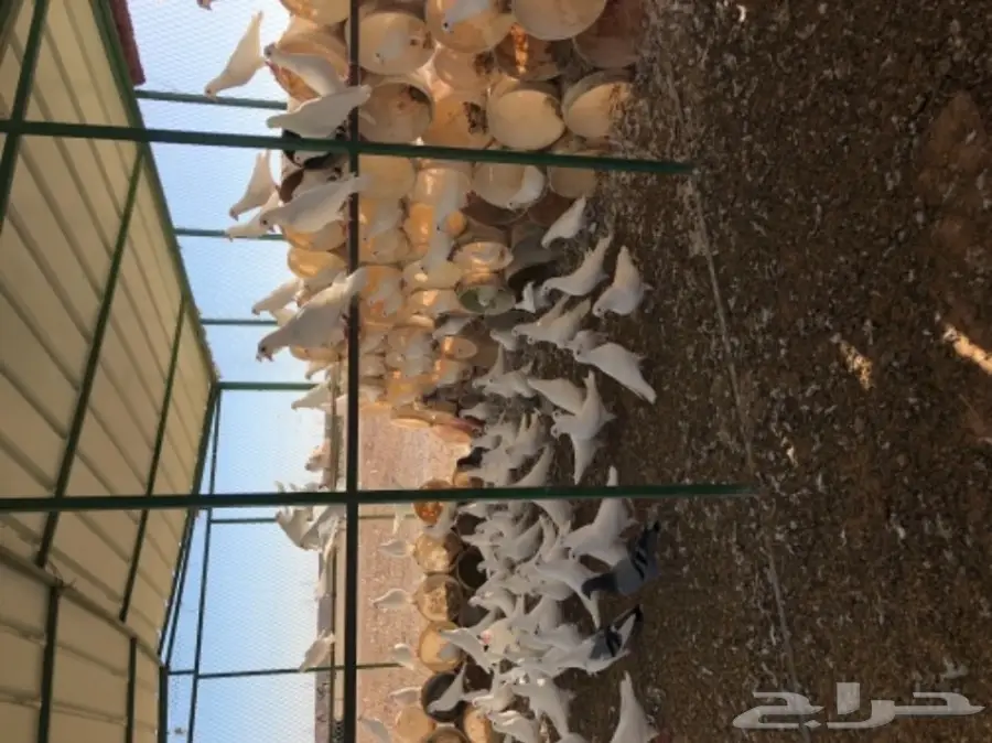 حمام فرنسي  (image 6)