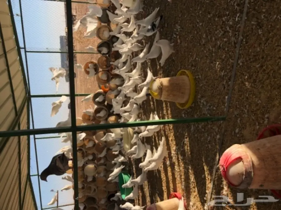 حمام فرنسي  (image 7)