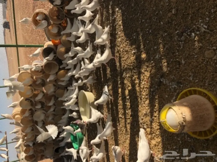 حمام فرنسي  (image 8)