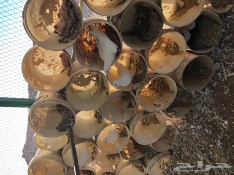 حمام فرنسي  (image 9)