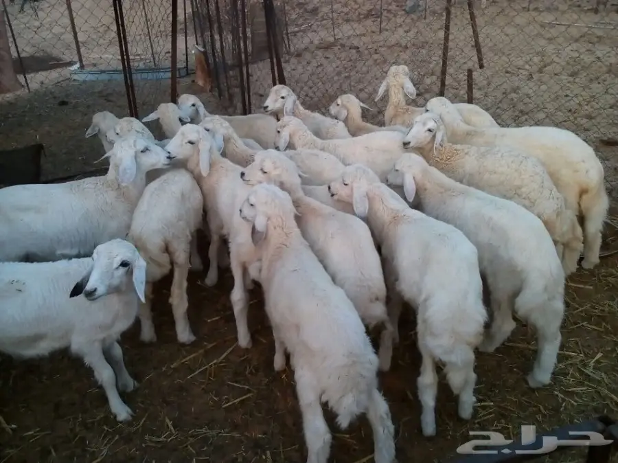 طليان للبيع عدد عشرين الموقع المضيلف