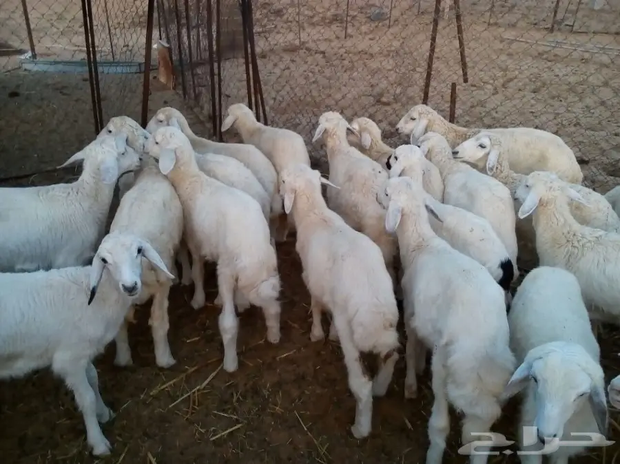 طليان للبيع عدد عشرين الموقع المضيلف (image 1)