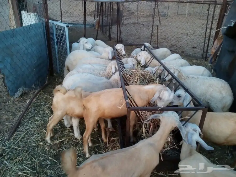 طليان للبيع عدد عشرين الموقع المضيلف (image 2)