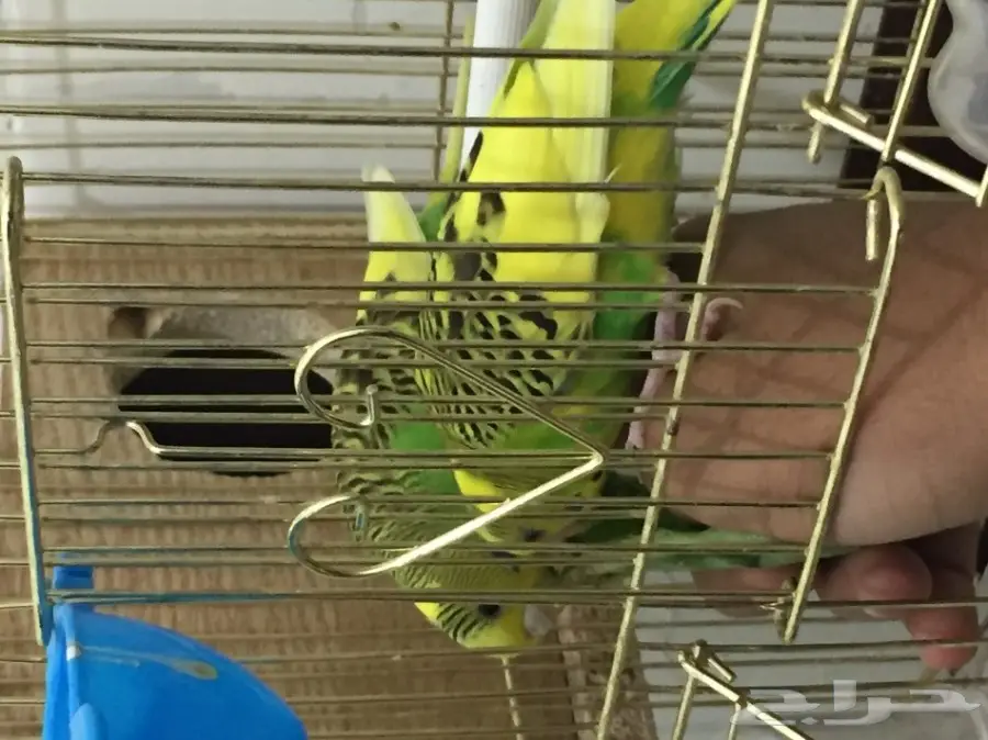 زوج بادجي هولندي جامبو منتج 