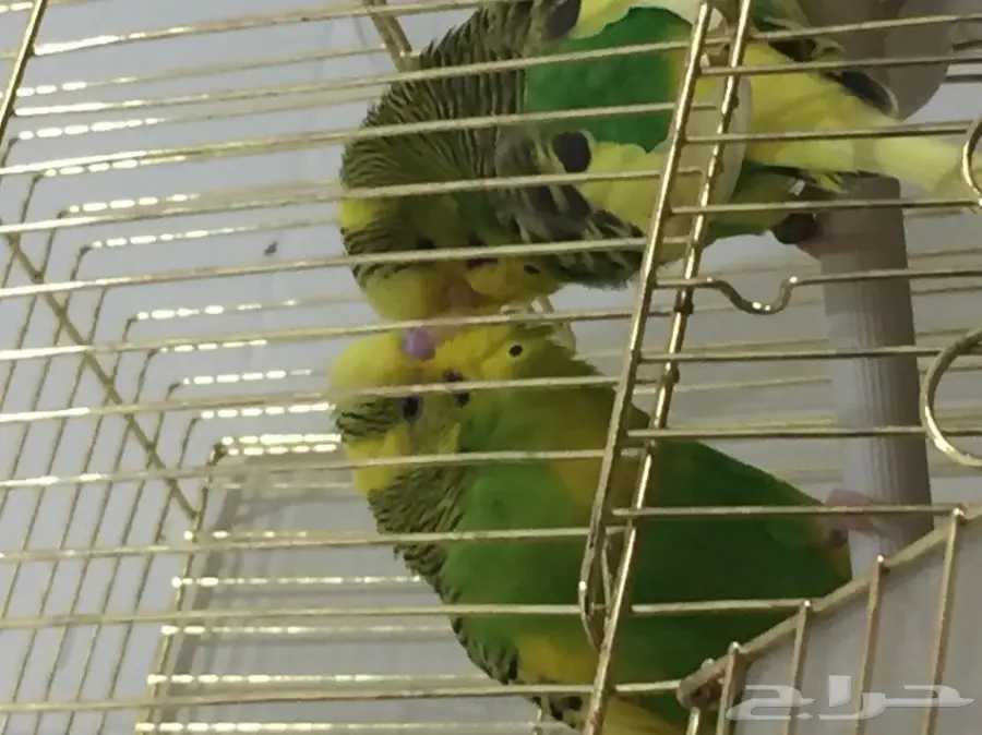 زوج بادجي هولندي جامبو منتج  (image 2)