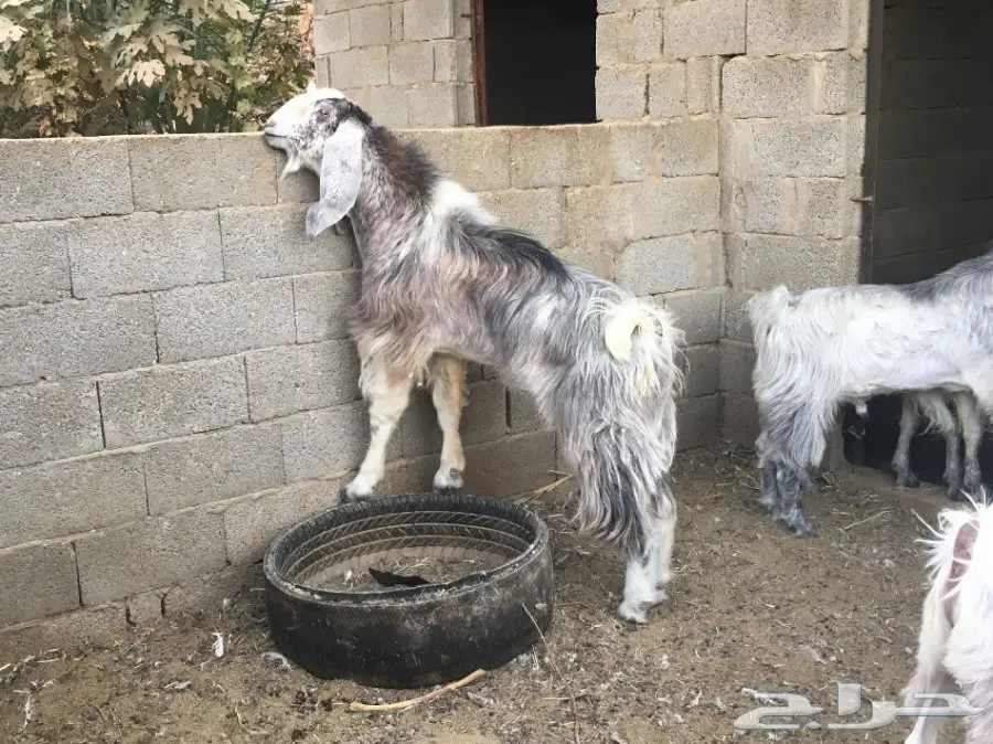 تيسين فحول للبيع  (image 3)