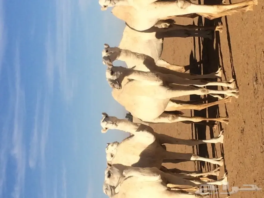 نياق للبيع (image 1)