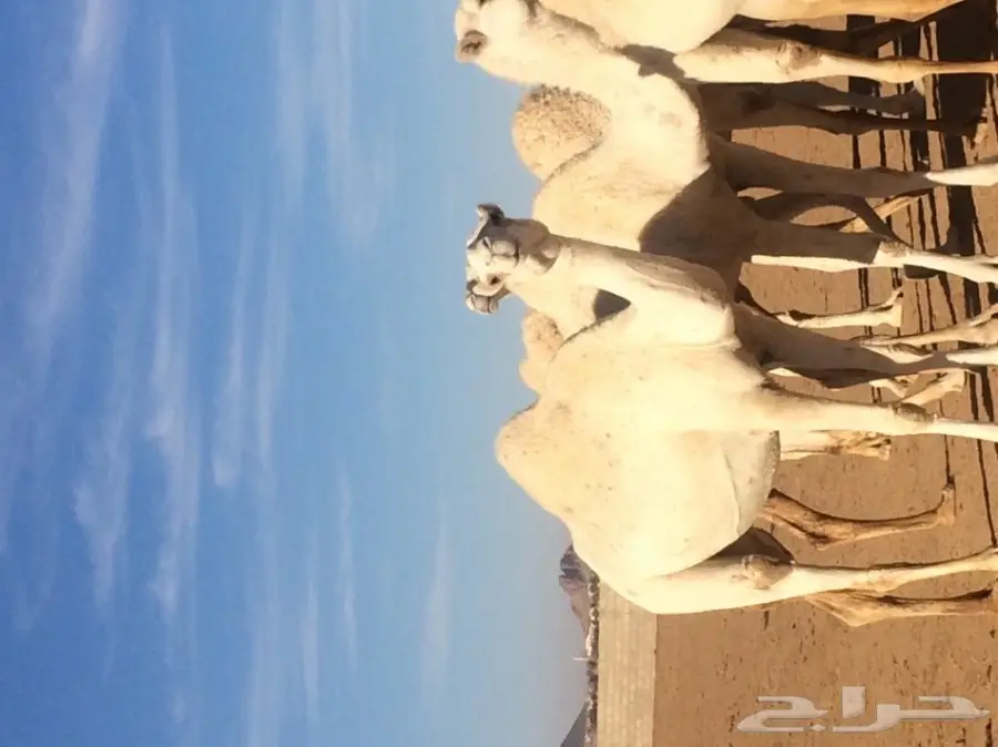 نياق للبيع (image 2)