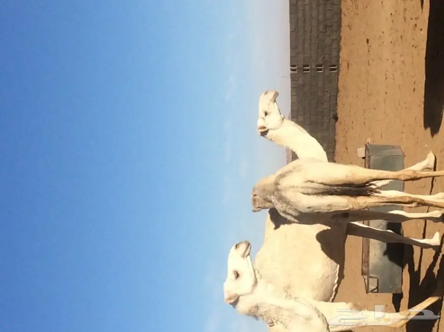 نياق للبيع (image 3)