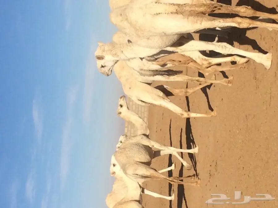 نياق للبيع (image 4)