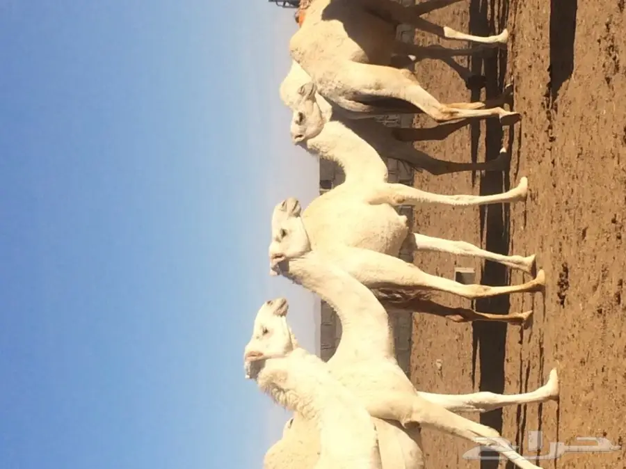 نياق للبيع (image 5)