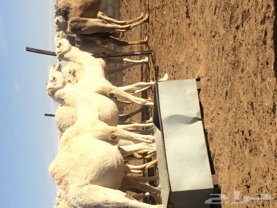 نياق للبيع (image 6)