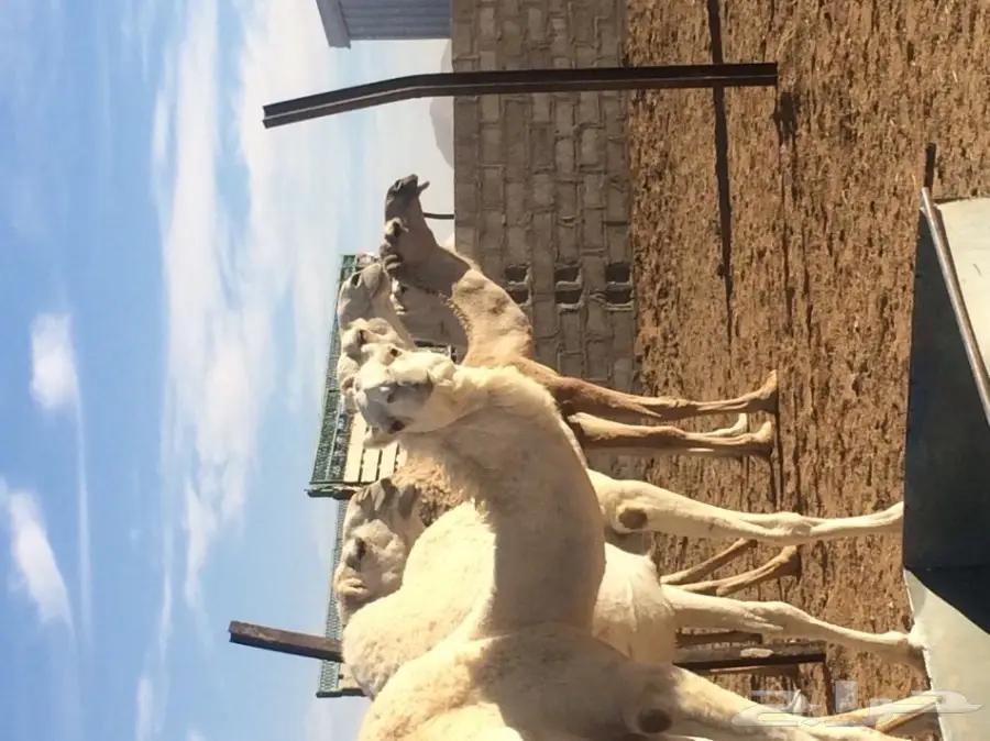 نياق للبيع (image 7)