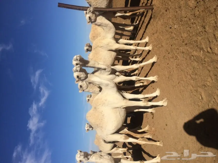 نياق للبيع (image 8)