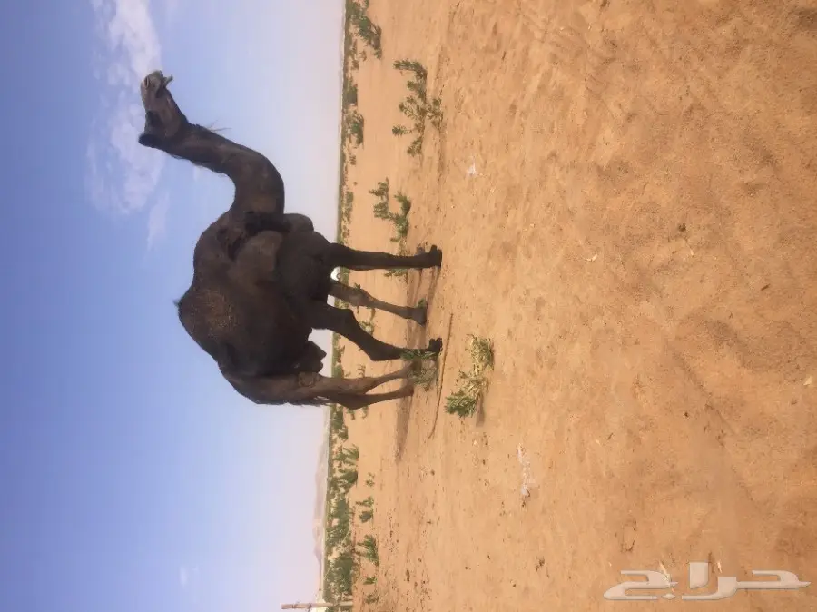 خلفه مصغر (image 1)