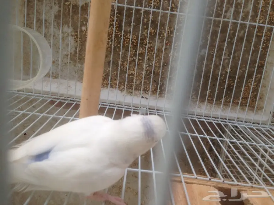 زوج و فردتين بادجي استرالي (image 2)