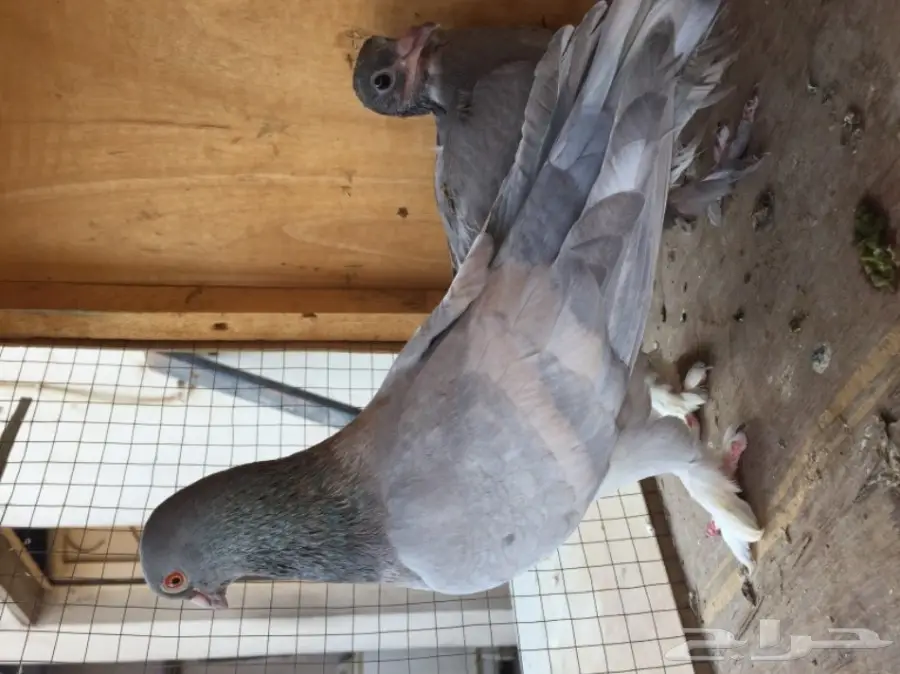 ثلاث ازواج حمام شامي بناديق 