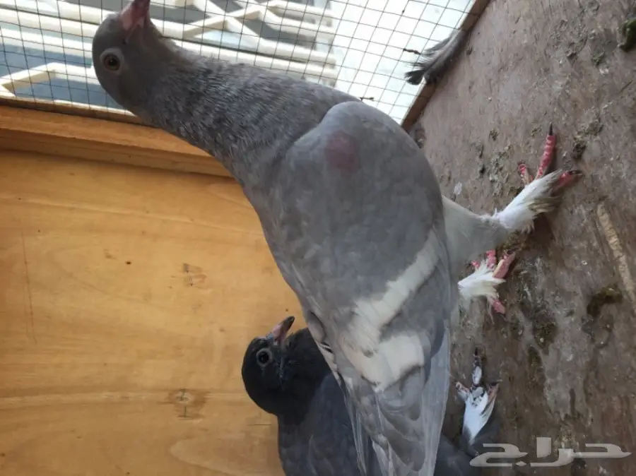 ثلاث ازواج حمام شامي بناديق  (image 1)