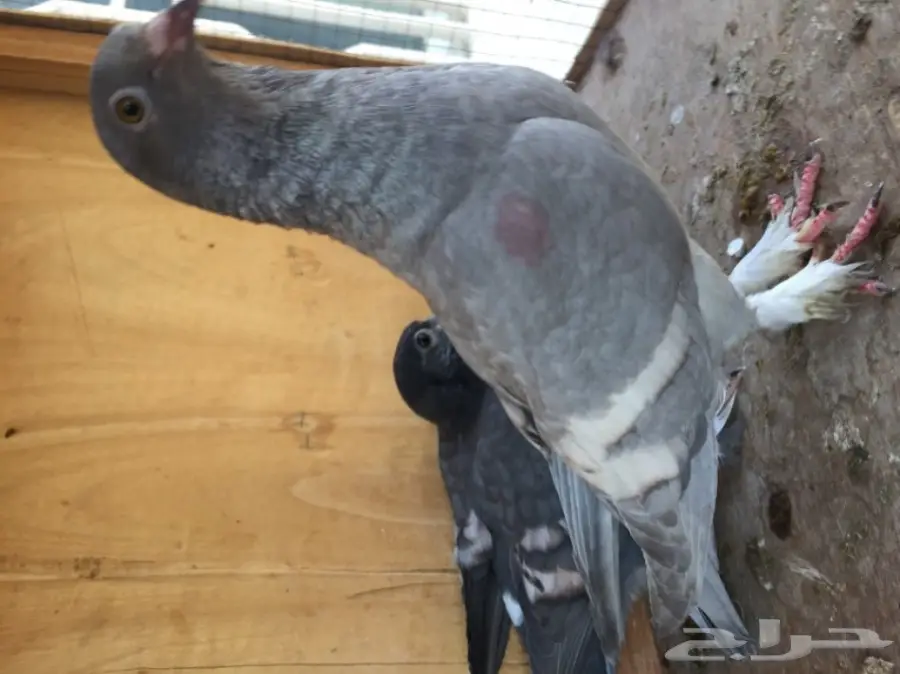 ثلاث ازواج حمام شامي بناديق  (image 2)