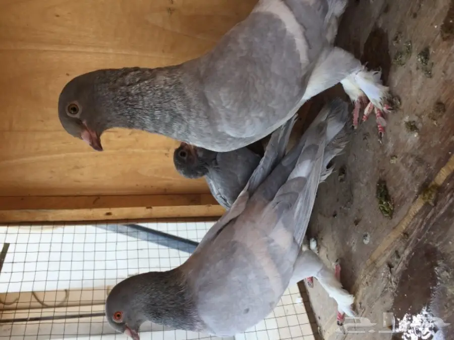 ثلاث ازواج حمام شامي بناديق  (image 3)