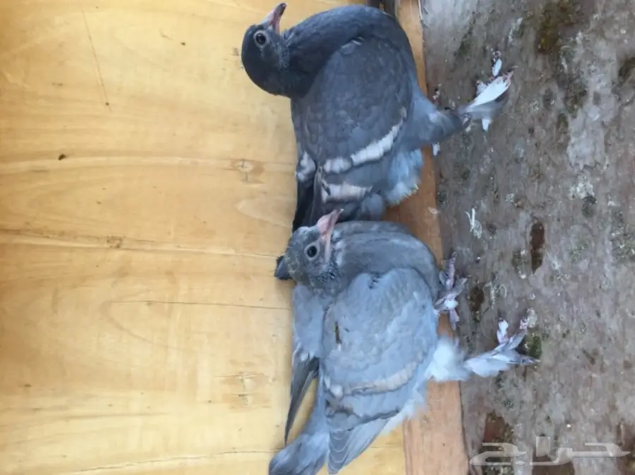 ثلاث ازواج حمام شامي بناديق  (image 4)