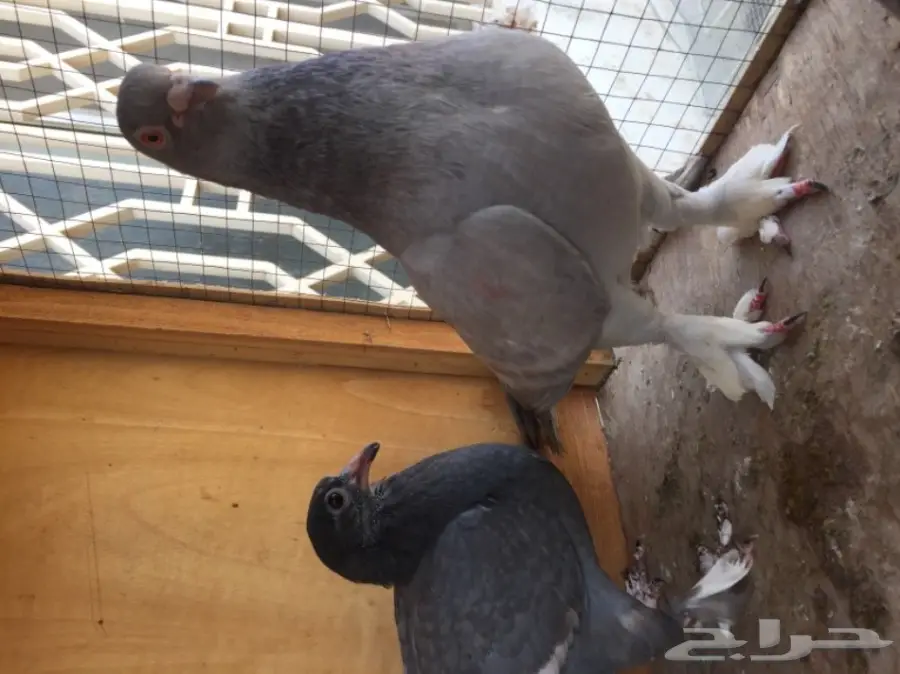 ثلاث ازواج حمام شامي بناديق  (image 5)