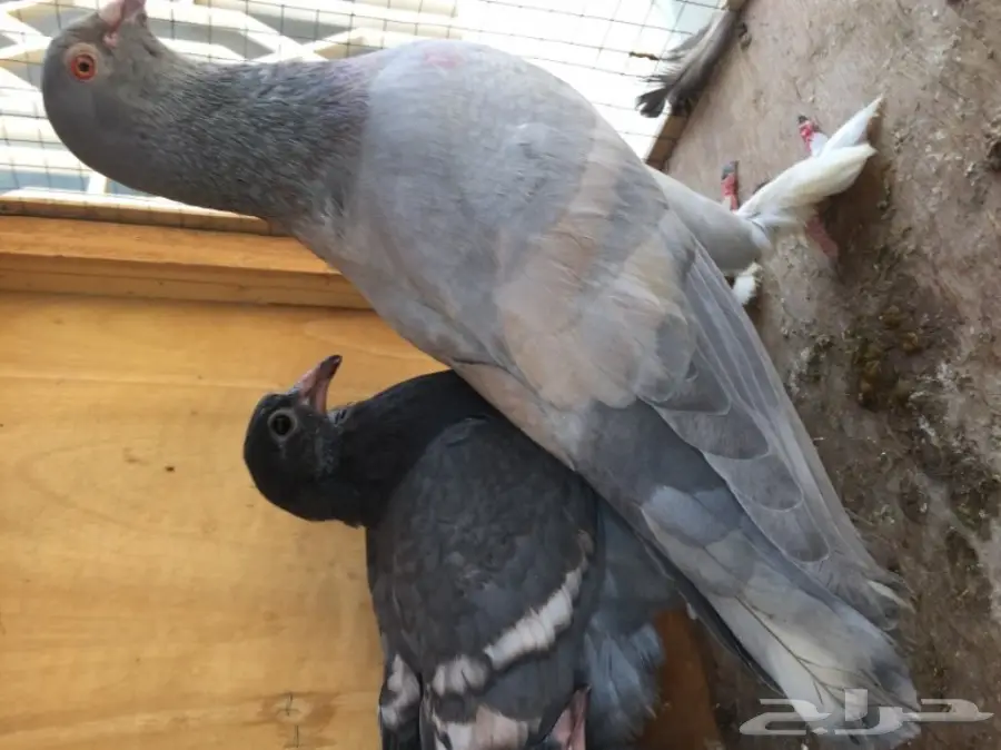 ثلاث ازواج حمام شامي بناديق  (image 6)