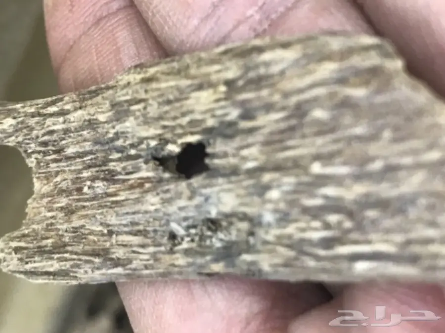 كلمنتان مالينو سوبر قديم  (image 2)