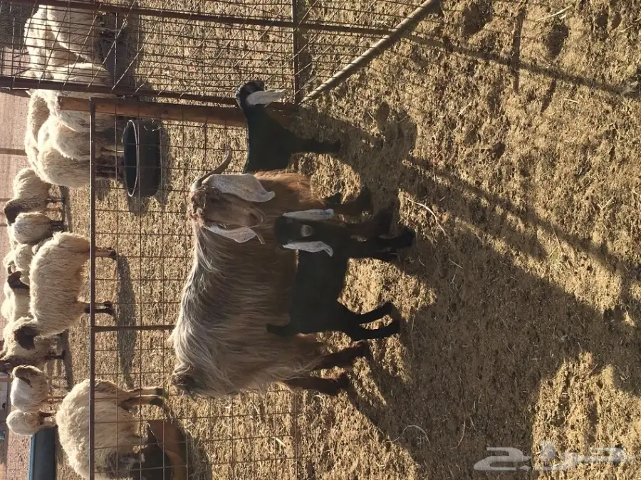 عنز للبيع (image 1)