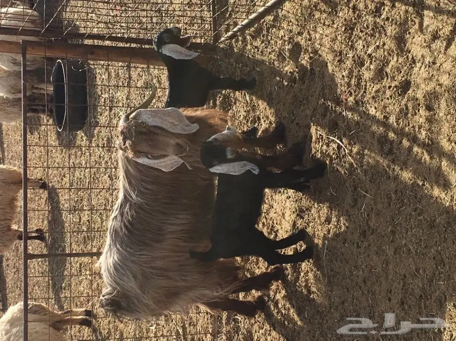 عنز للبيع (image 2)