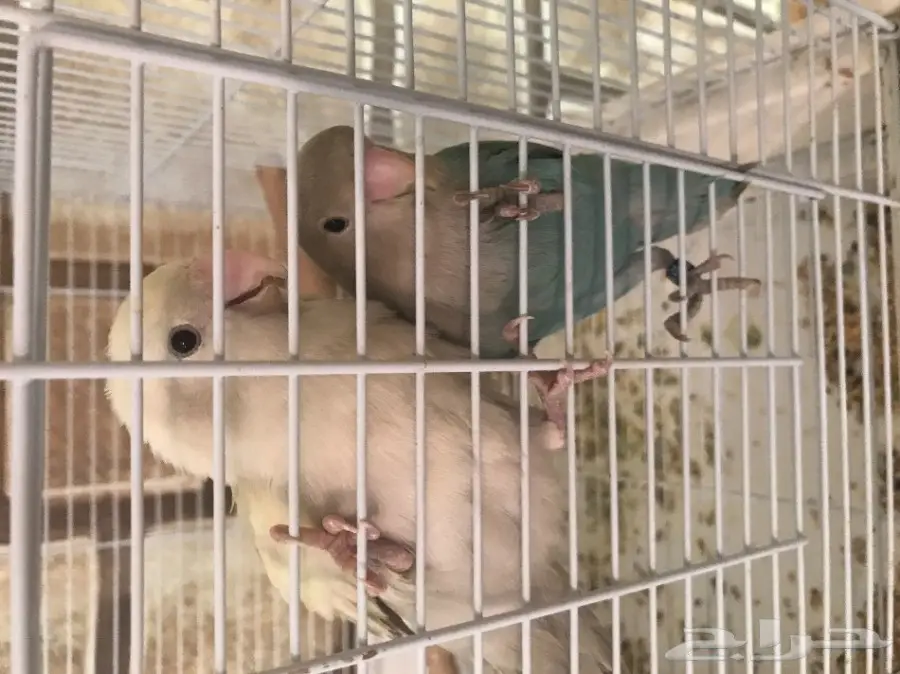 3 طيور روز حراج الى الساعه 8 اعلى سومه ببيعه  (image 3)