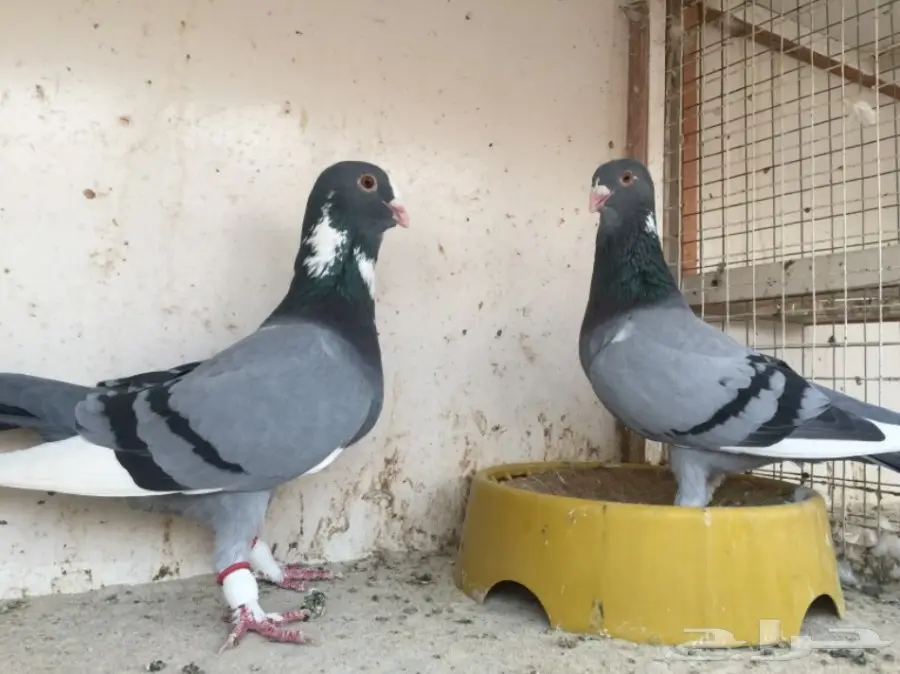 جوز ابلق TOP (image 1)