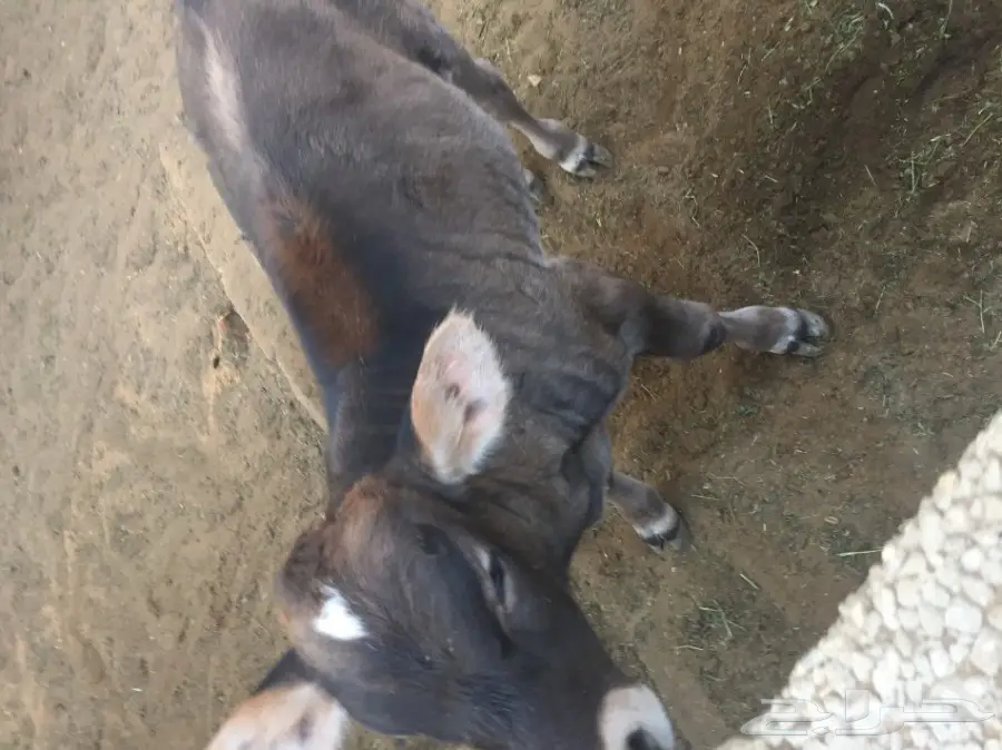 عجل سويسري للبيع