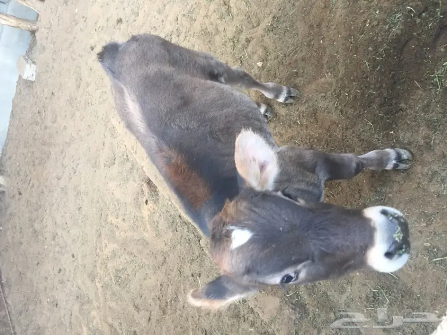 عجل سويسري للبيع (image 1)