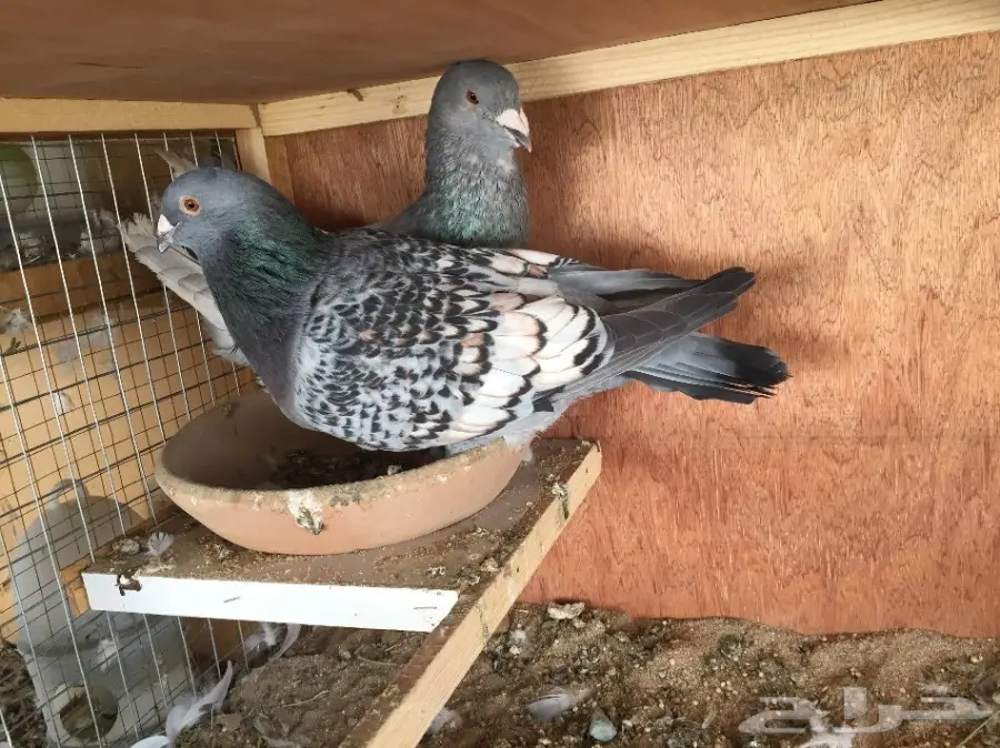 زوج مشمشي سوري