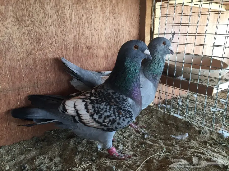 زوج مشمشي سوري (image 3)