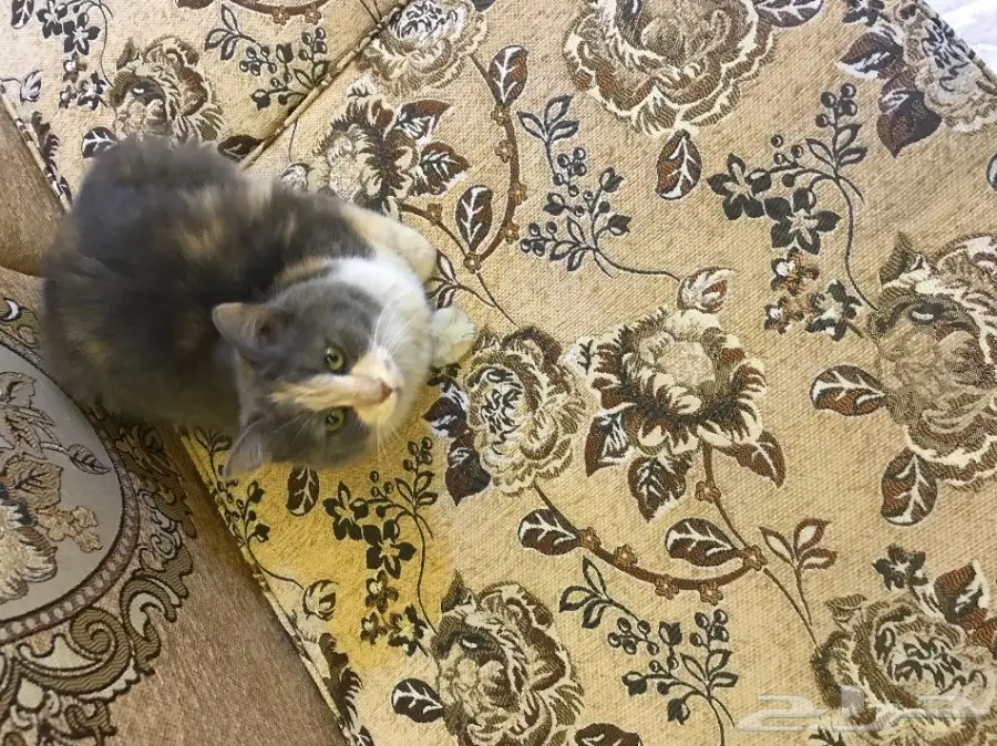 قط شيرازي امريكي انثى  (image 5)