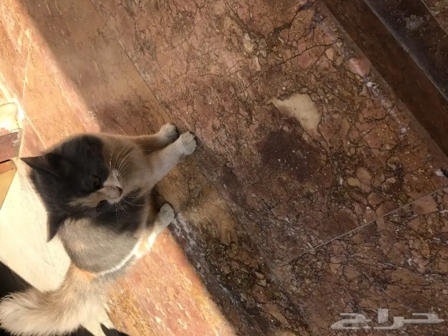 قط شيرازي امريكي انثى  (image 8)