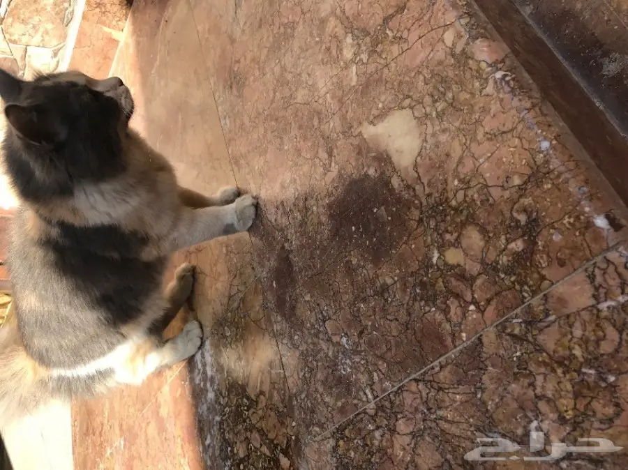 قط شيرازي امريكي انثى  (image 9)